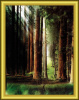Redwood Forest Print - SIGNED by Loyal H. Chapman
