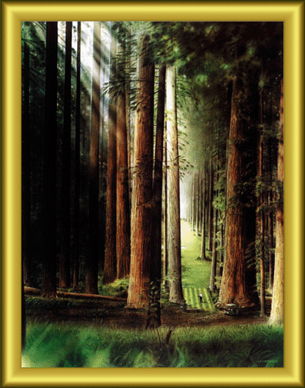 No. 3 - Redwood Forest